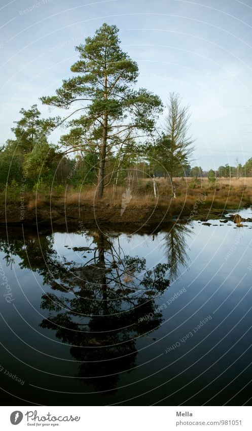 Reflection - To a good new thing Environment Nature Landscape Plant Water Tree Bog Marsh Pond Lake Growth Natural Blue Idyll Calm Mirror image Smoothness