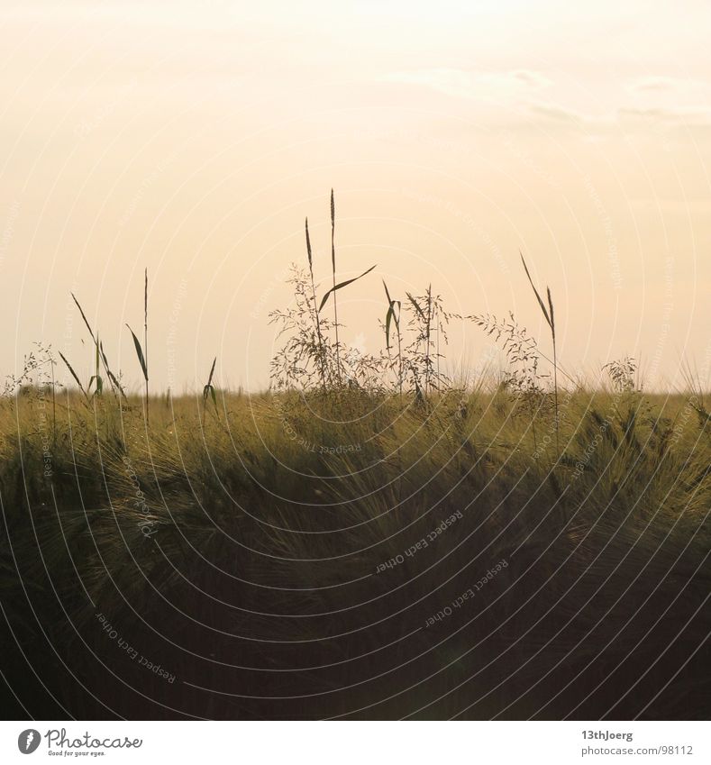 field cross-section Red Field Summer Agriculture Blade of grass Saxony Moody Delicate Dream Environment Sky Grain Harvest Nature Cross-section Grass Americas