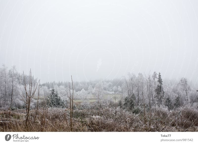 hoar-frost Winter Environment Nature Landscape Ice Frost Hail Snow Meadow Field Forest Hill Esthetic Cool (slang) Colour photo Subdued colour Exterior shot