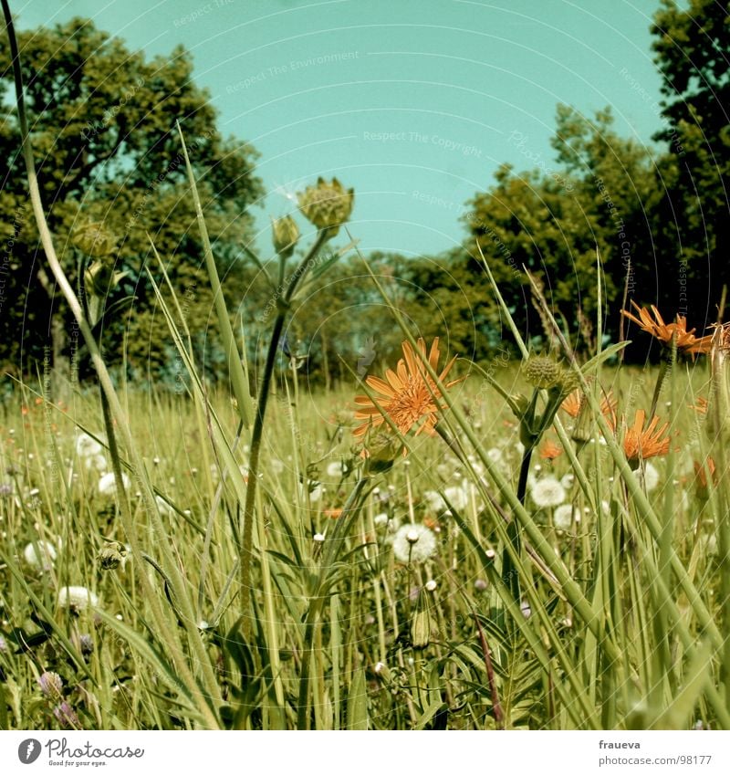 lie on grass Meadow Grass Flower Edge of the forest Calm Green Nature Yellow Yellowed Worm's-eye view Summer Summery Austria Colour Sky grassland Lie