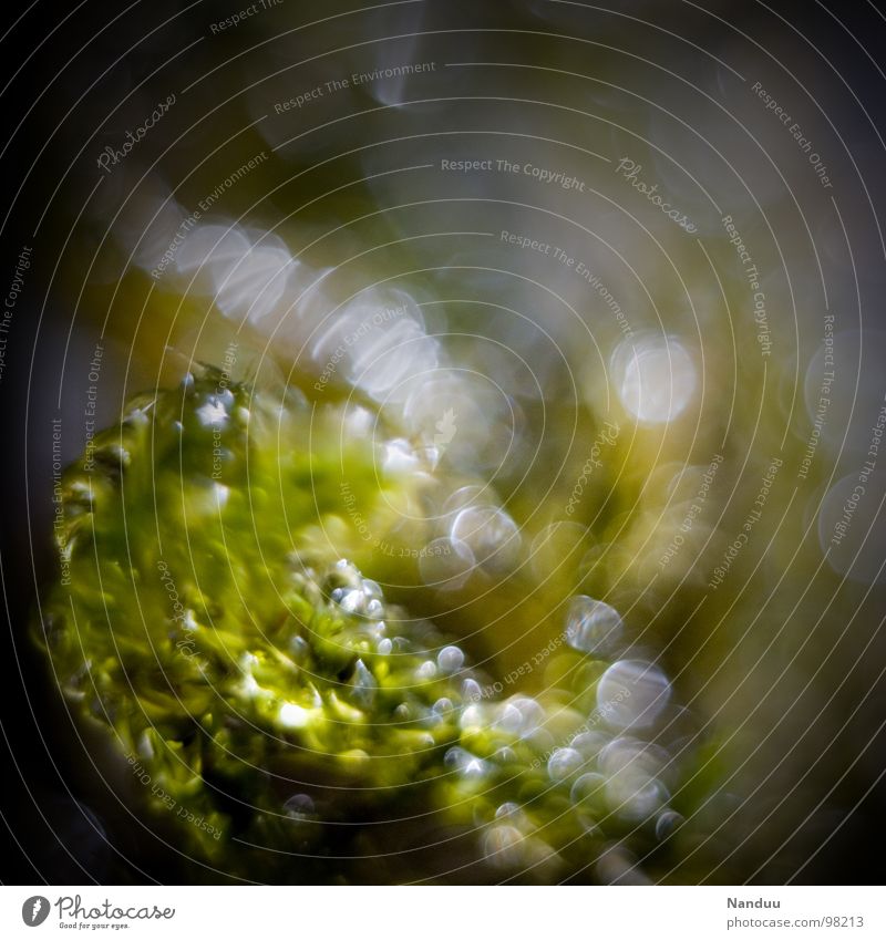 moss Green Damp Wet Glittering Macro (Extreme close-up) Blur Plant Photomicrograph Small Diminutive Life Virgin forest Close-up Water Drops of water microcosm