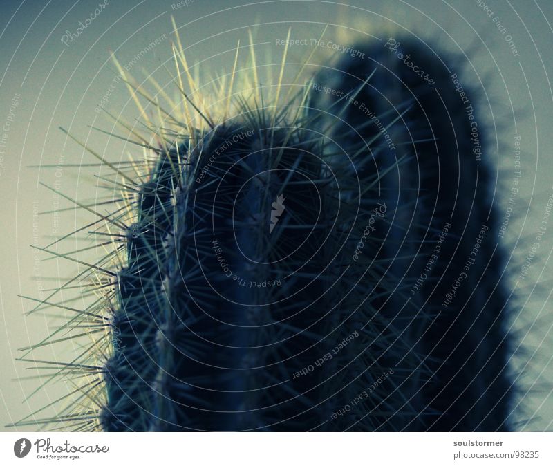 Cactus in a different way Plant Flower Green Visual spectacle Macro (Extreme close-up) Close-up Desert Thorn prick Hurt Pain