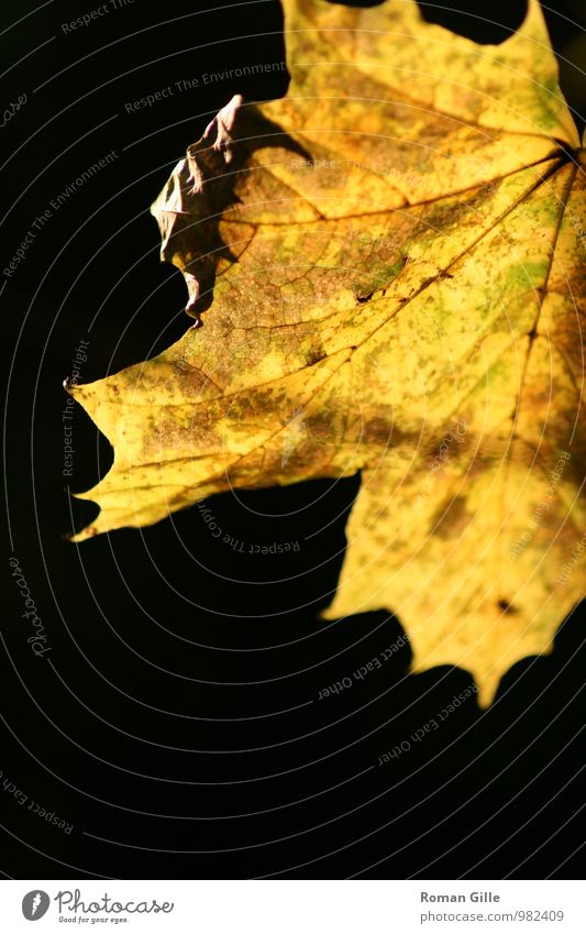 autumn leaf Nature Plant Autumn Leaf Brown Yellow Black Colour photo Exterior shot Detail Macro (Extreme close-up) Copy Space bottom Neutral Background Evening