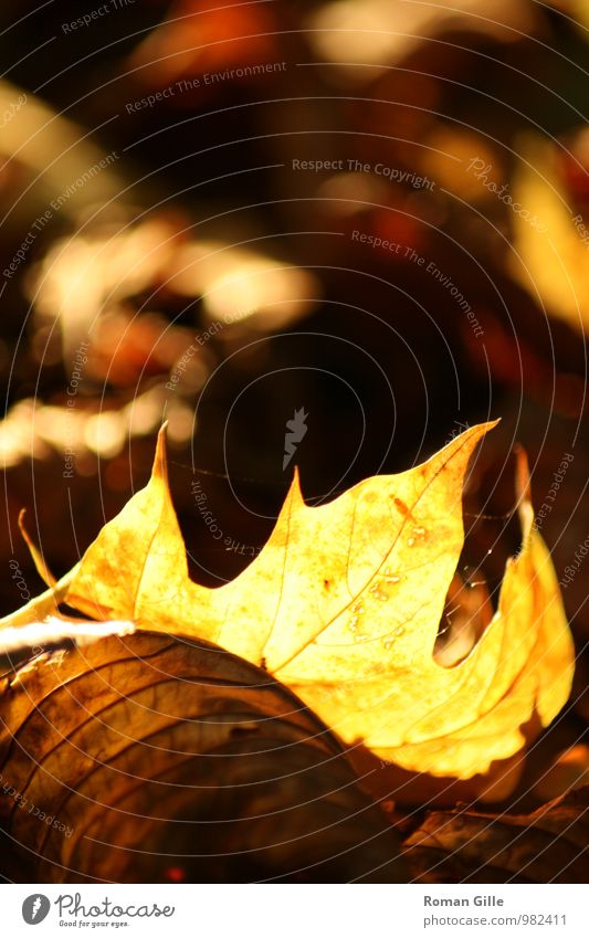 autumn leaf Nature Plant Autumn Leaf Retro Happy Romance Beautiful Caution Serene Patient Calm Wisdom Loneliness Uniqueness Colour photo Exterior shot