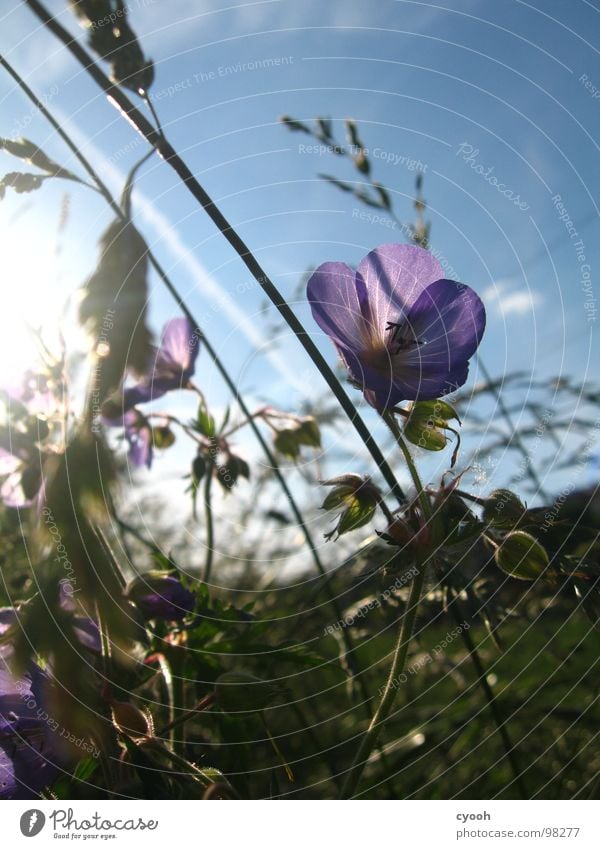 Meadow cranesbill Geranium pratense Flower Grass Meadow flower Summer Violet Blossom Dusk Physics Beautiful Light Macro (Extreme close-up) Close-up