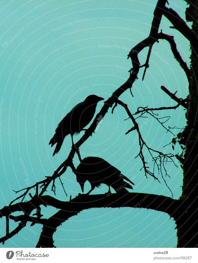 crehe Tree Black Bird crow creep Branch Blue Sky raven In pairs Pair of animals