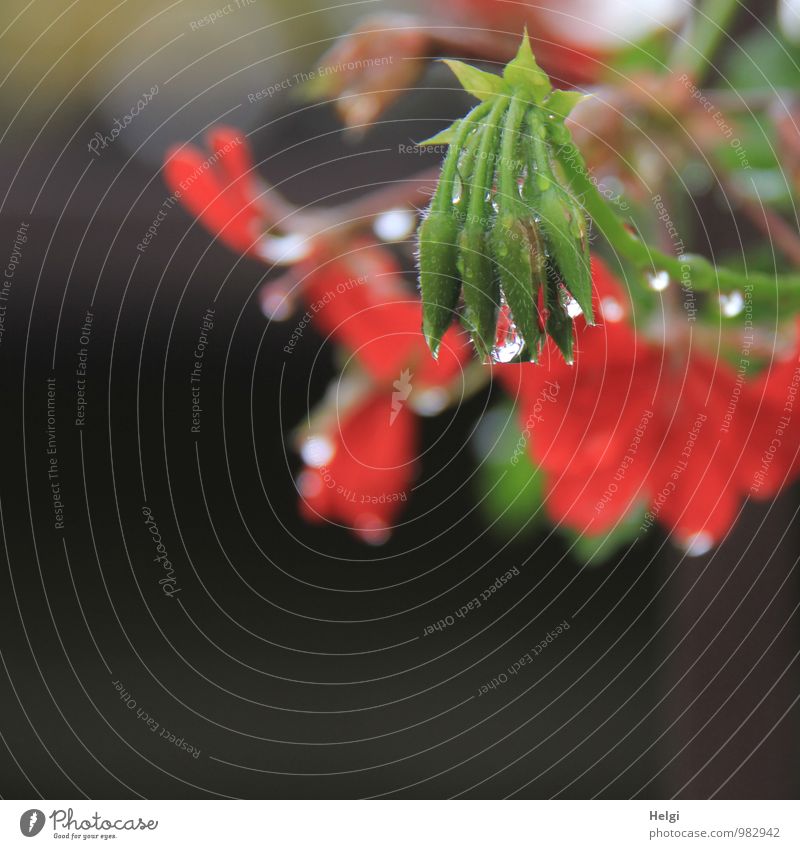 summer flower... Environment Nature Plant Drops of water Summer Rain Flower Blossom Bud Geranium Garden Blossoming Glittering Hang Growth Esthetic Authentic