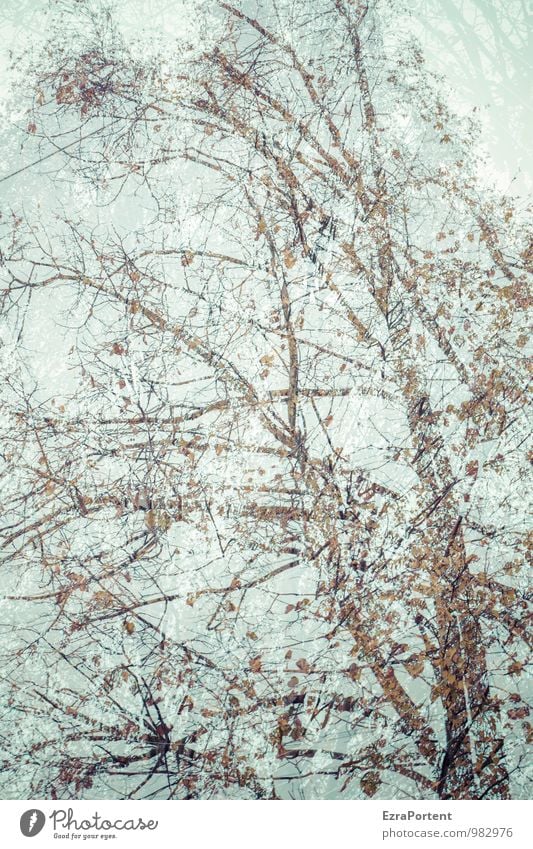 Birch,Birch Nature Landscape Plant Sky Autumn Tree Birch tree Forest Esthetic Blue Brown Double exposure Illuminate Leaf Branch Tree trunk Colour photo