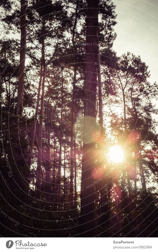 bling Environment Nature Landscape Plant Sky Sun Sunlight Summer Autumn Tree Pine Forest Wood Line Illuminate Natural Black Colour photo Subdued colour