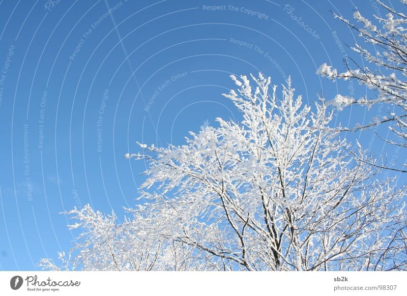 off to the south Vapor trail Tree Cold White Horizon Winter Clouds Radiation Brilliant Sky blue Dark Blue South Line Friendliness Joy Beautiful Wasserkuppe