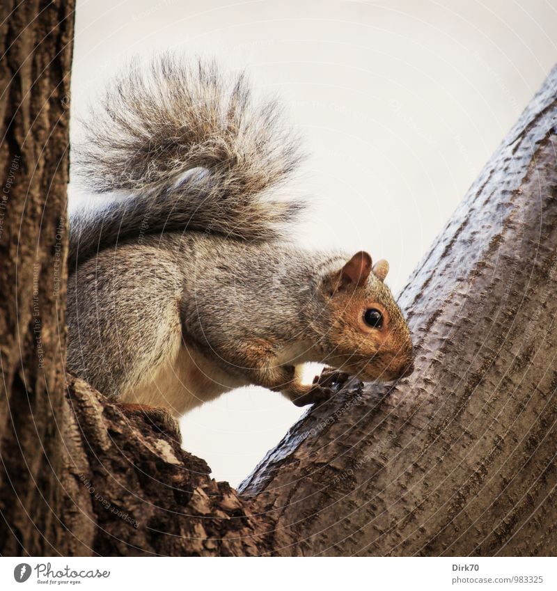 What's down there? Animal Clouds Tree Tree trunk Tree bark Branch Crutch Park Forest Montreal Canada North America Wild animal Squirrel Gray-haired 1 Wood