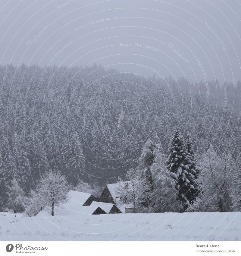 picture-book winter House (Residential Structure) Nature Landscape Winter Ice Frost Snow Snowfall Tree Forest Black Forest Village Manmade structures Breathe