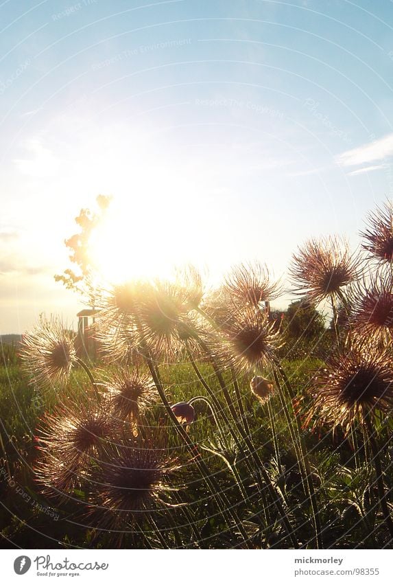 prickly flowers in the golden sun Flower Meadow Green Field Bushes Stalk Thorn Aperture Red Clouds Fresh Breeze To go for a walk Summer Sun Happiness Physics