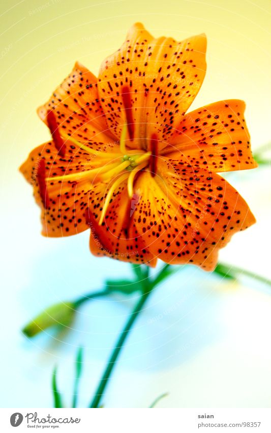 lily's dream Lily Flower Red Macro (Extreme close-up) Close-up Colour Orange Point