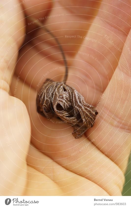 piece of jewellery Beautiful Skin Hand Plant Autumn Leaf Jewellery Line Old To hold on Brown Safety (feeling of) Grief Death Autumn leaves Palm of the hand