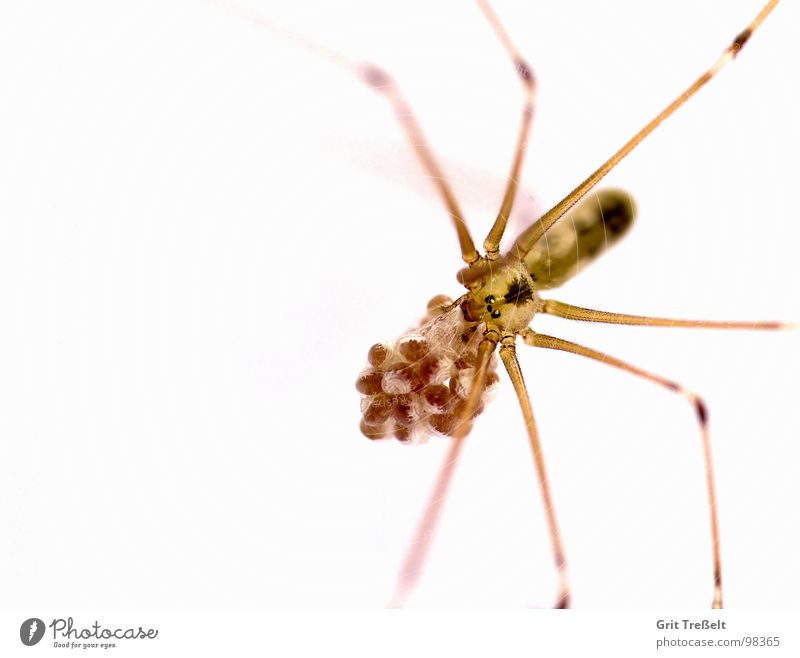 Trembling Spider Mama Disgust Small Macro (Extreme close-up) Fear Eyes