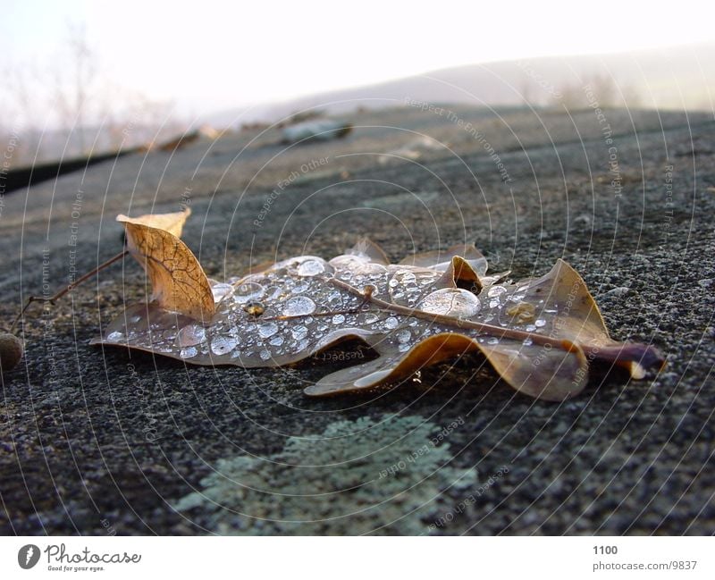 leaf Leaf Light Autumn Drops of water Nature Water Bond Shriveled