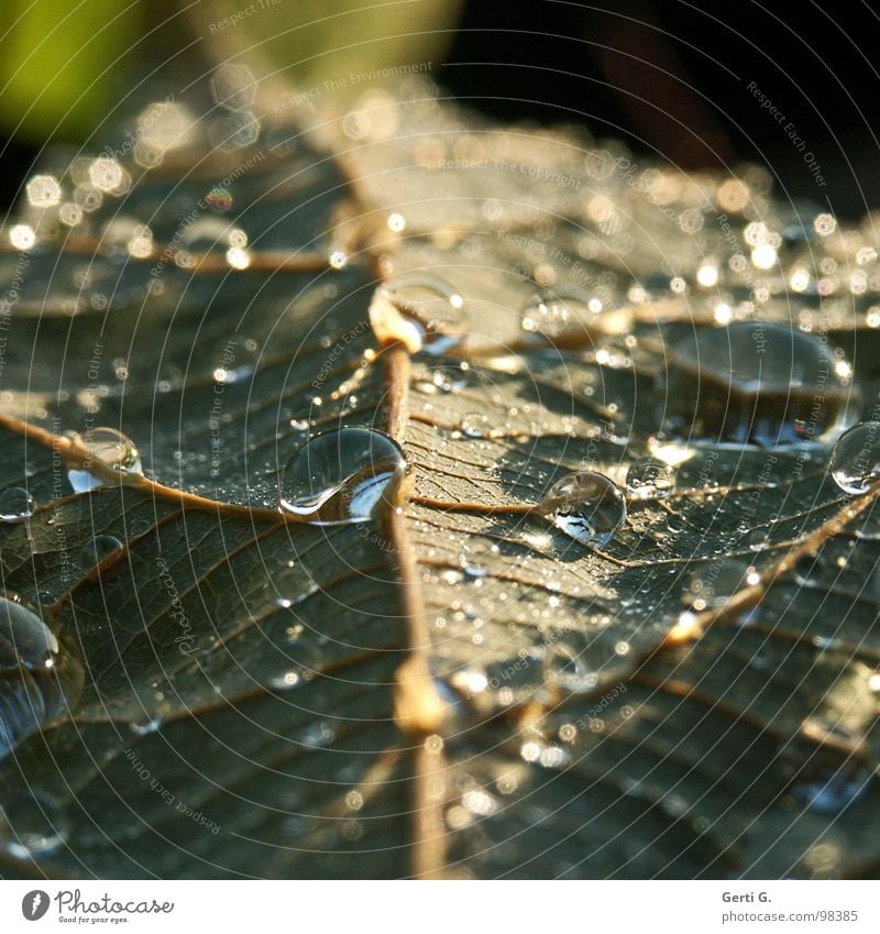 avocado Drops of water Wet Furrow Line Back-light Glittering Opposite Rear side Plant Green Emotions Tears Water Rain Structures and shapes Wood grain