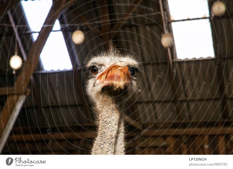 Franz Joseph Animal Farm animal Zoo Petting zoo Ostrich 1 Feeding Fight Aggression Threat Crazy Wild Anger Fear Voracious Adventure Aggravation Curiosity