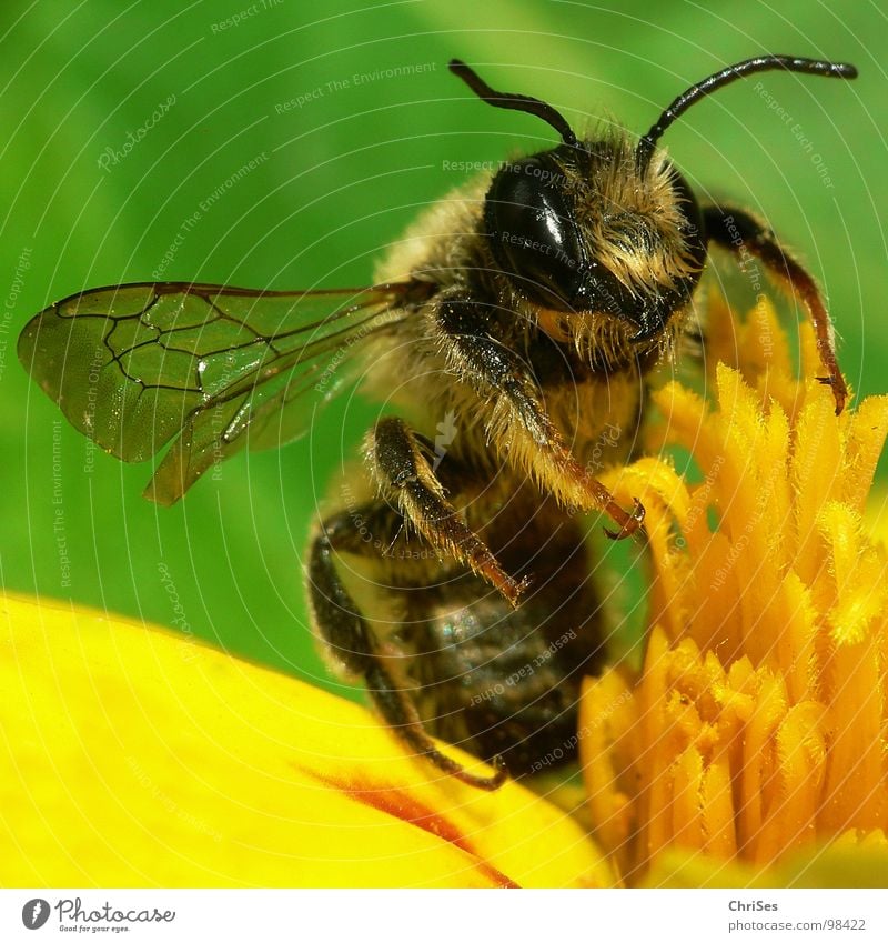 Earth bee ( Andrena florea ) 02 Sand bee Bee Wasps Insect Honey Diligent Yellow Black Green Striped Summer Spring Feeler Animal Collection Northern Forest