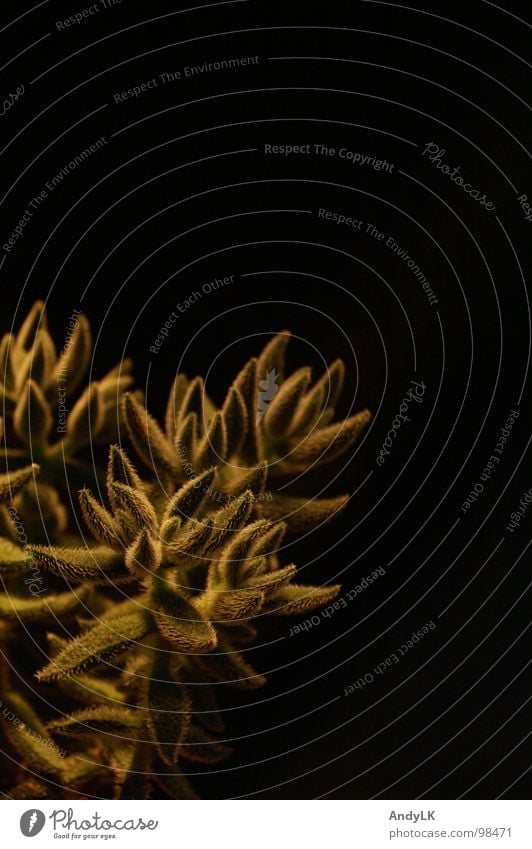 hairy affair Black Green Plant Cactus Macro (Extreme close-up) Close-up Desert Gold irradiated Hair and hairstyles