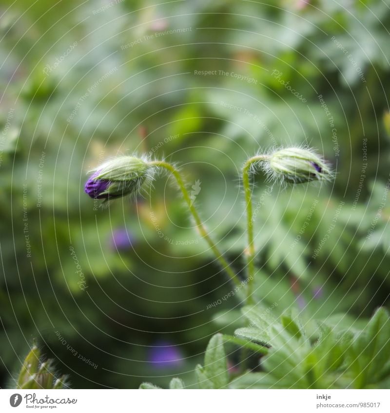 badly shaved flower children Nature Plant Spring Summer Beautiful weather Flower Blossom Bud Garden Blossoming Green Violet Hair Deploy 2 Couple Colour photo