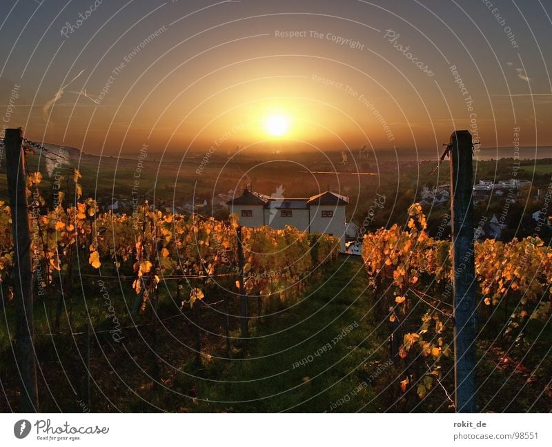 Morgaeaen.... Sunrise Light Moody Morning Arise Alert Good morning Vineyard Rheingau Eltville Autumn Wake up Cute Industrial district Grape harvest Leaf