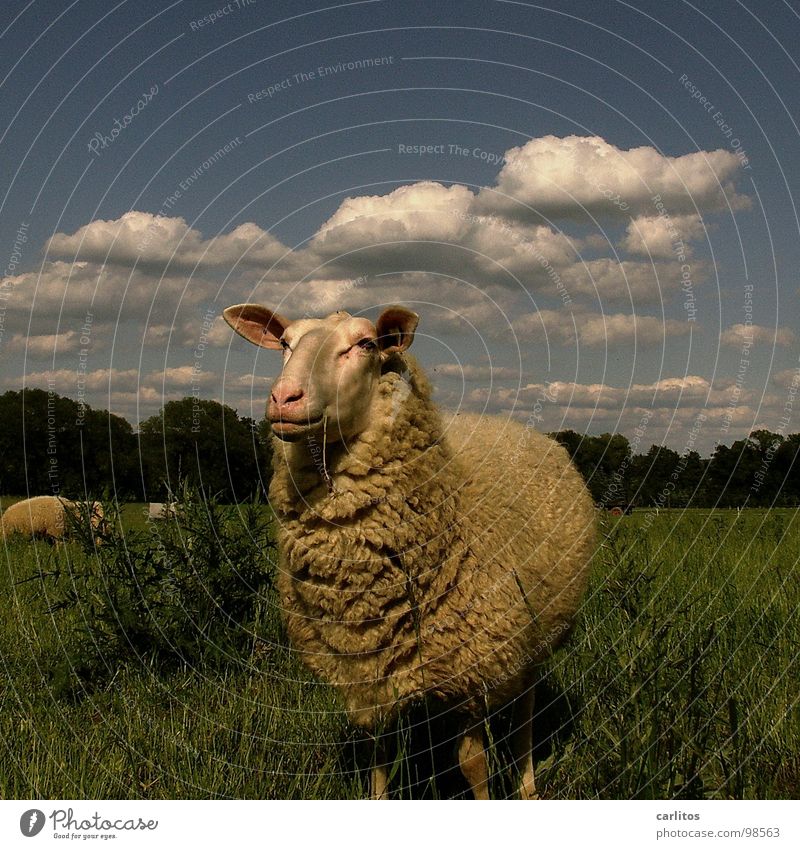 World of health Sheep Lacaune sheep Wool Pelt Adhere to New wool Beautiful Harmonious Happiness Cute Comical Blade of grass Summer Mammal Observe To enjoy Chew