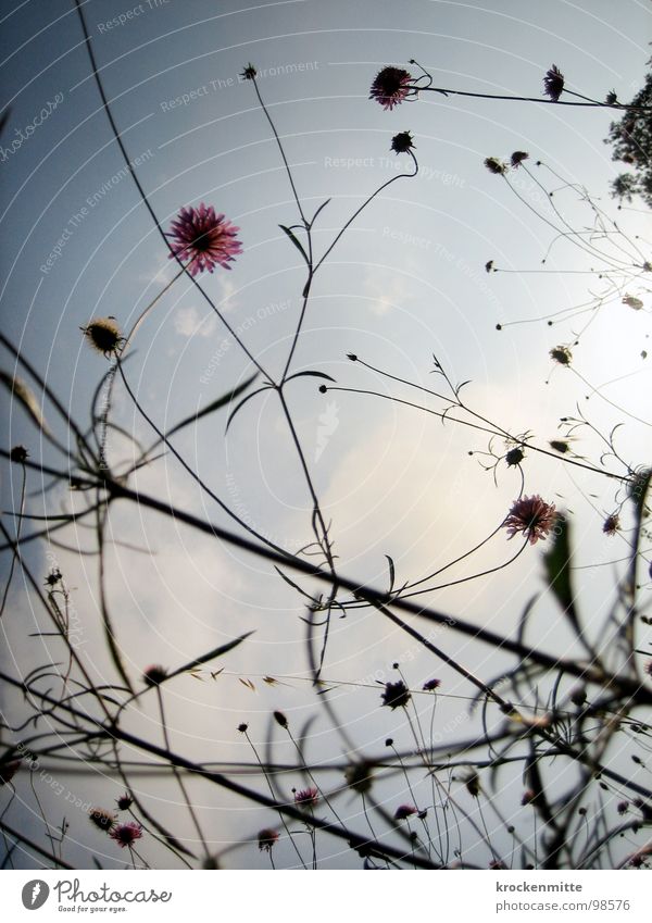 A Summer Morning Dream II Flower Clouds Tuscany Vacation & Travel Meadow Style Blossom Growth Plant Italy Sky Nature Branched