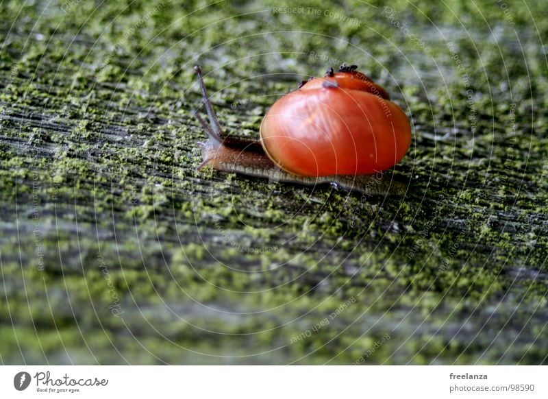 snail Air-breathing land snail Animal House (Residential Structure) Snail shell Slimy Mucus Feeler Crawl Slowly Speed Spiral Grass Withdraw Fragile Hybrid Damp