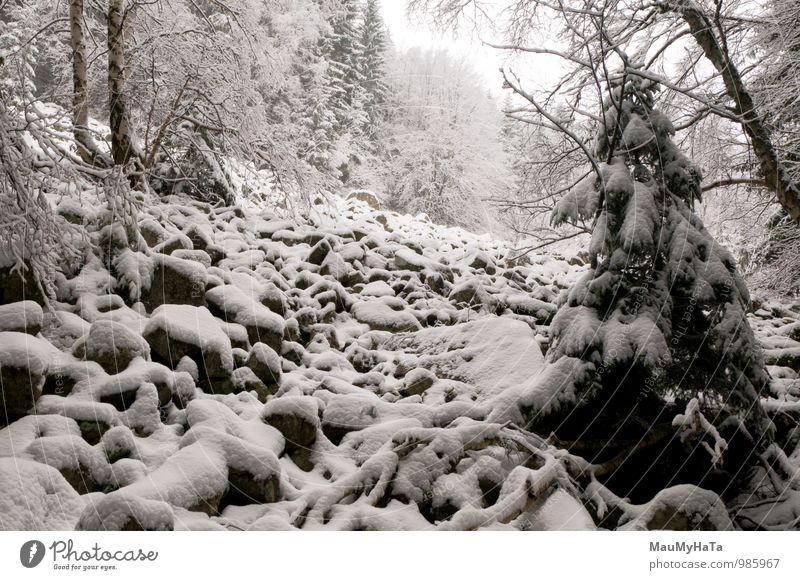 Stone in forest Winter Snow Nature Landscape Tree Forest Adventure Energy Contentment Contact Testing & Control Life Power Teamwork Tourism Time