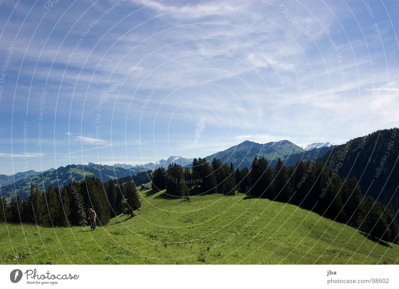 bike tour Alpine pasture Meadow Grass Fir tree Forest Coniferous forest Fence Border Saanenland Wisp of cloud Hiking Driving Kick about Summer Home country