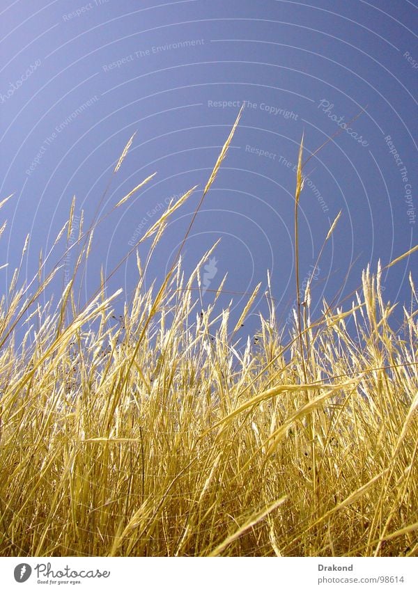 Field of straw Sky Peace Yellow Dance floor Blaze Wheat Straw Calm Air Plant Floor covering blue sensibility calmness the sun plan floors freedom Sensitive