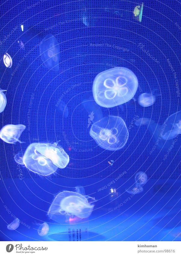 jellyfish Hongkong Fish dating me with Lover blue jelly fish fish tank Ocean Park