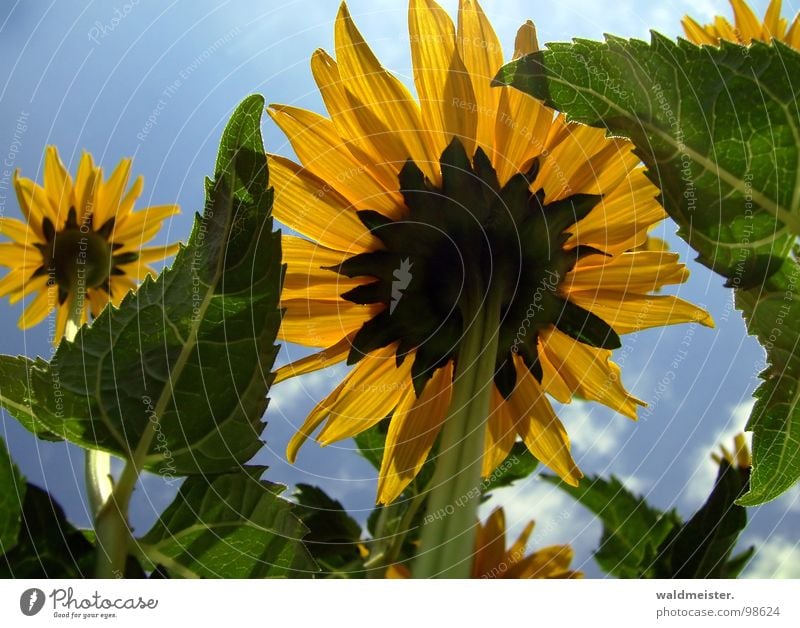 Towards the sun I Flower Blossom Garden Sky Back-light Summer Sun Upward Yellow Blue Green photosynthesis