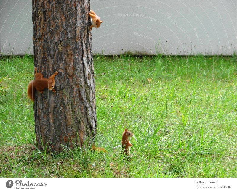 Where is mom...? Squirrel Green Auburn Tree Looking 3 Sweet Nerviness Search Animal Fear Panic Concentrate Lawn Loneliness Infancy Irritation