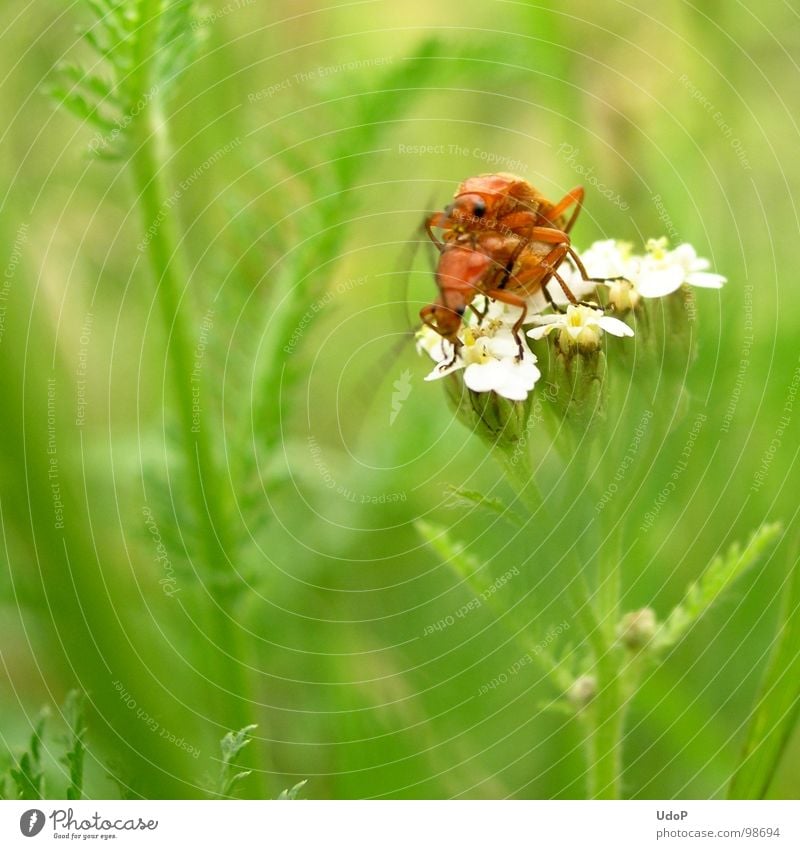 The love life of the red-yellow soft beetles Green Red Yellow White Blossom 2 Blur Depth of field Meadow Macro (Extreme close-up) Close-up Summer Orange Beetle