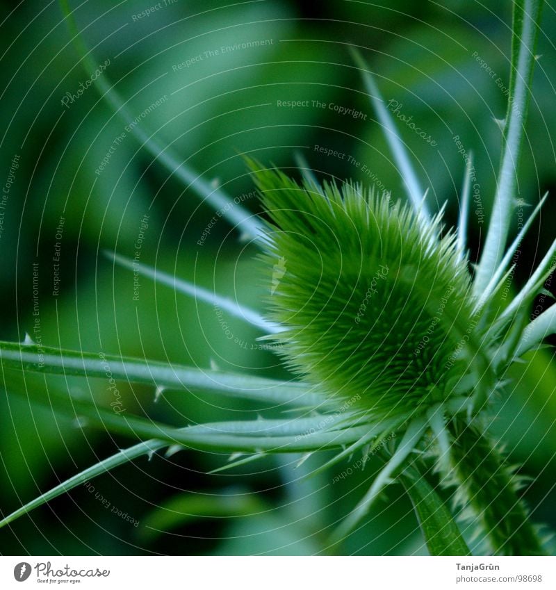 thistle Green Plant Pierce Growth Thorn Thistle Wayside Beautiful Field Macro (Extreme close-up) Close-up pointy Point noble weed prick Pain Nature