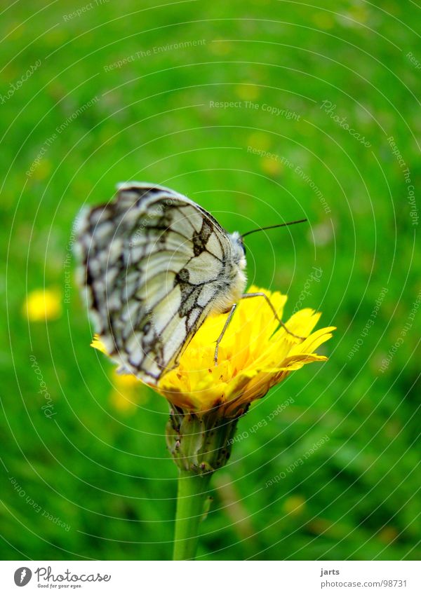 butterflies Butterfly Dandelion Meadow Flower meadow Summer Grass flowers Wing jarts