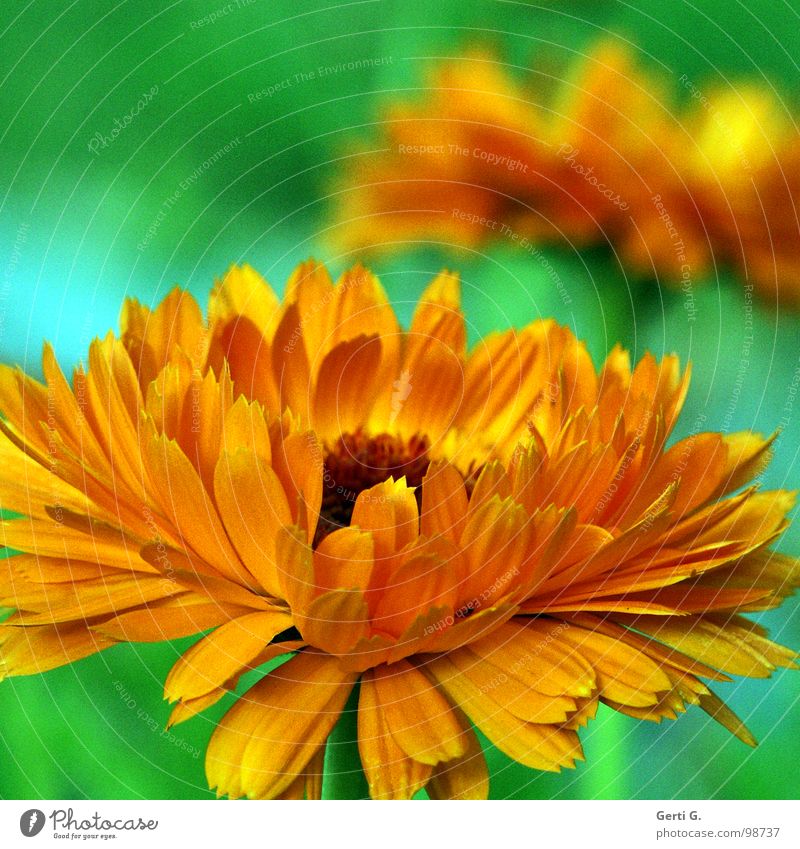 beautiful colours Gaudy Botany Plant Lance Multicoloured Blossom Green Bilious green Orange Deep yellow Flashy Crazy Garden plants Marigold Daisy Family