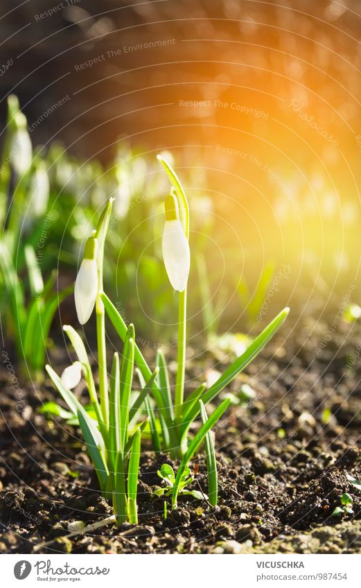 first wild snowdrops in spring garden Design Garden Environment Nature Plant Sun Sunrise Sunset Sunlight Spring Beautiful weather Flower Park Forest Snowdrop