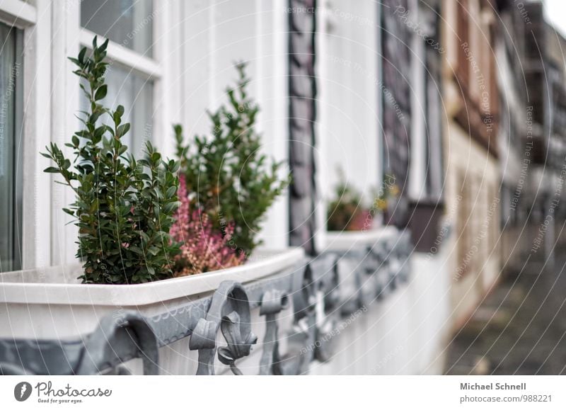 plants Plant Pot plant Village House (Residential Structure) Window Growth Living or residing Historic Calm Colour photo Multicoloured Exterior shot