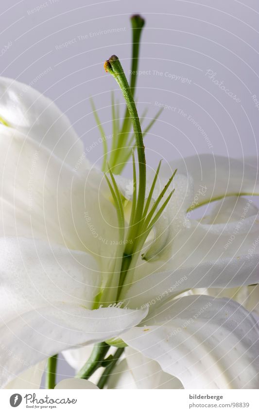 Lily blossom 225 Flower Blossom White Green Beautiful Pure Plant Florist Translucent Stalk Innocent Joy Lily blossom. lily Fragrance Transparent