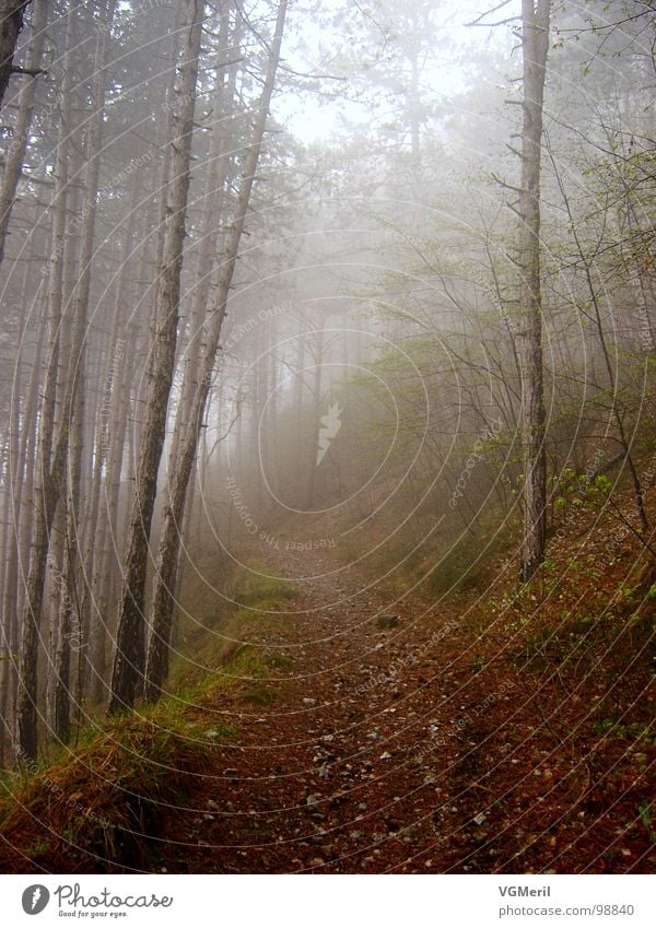 Way through the fog Fog Autumn Forest Tree Mystic Mysterious Bushes Footpath Moody Fairy tale Fantastic Enchanted forest Peace Lanes & trails To go for a walk