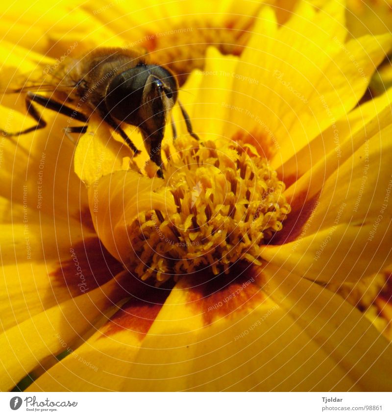 pollen proboscis Summer Flower Blossom Bee Delicious Sweet Brown Yellow Insect Honey Stamen Pollen Trunk Nectar Orange Sticky Exterior shot Close-up