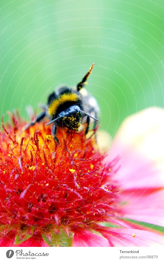 Powerhouse Bumble bee Flower Blossom White Black Yellow Summer Stamen Fat Soft Pink Macro (Extreme close-up) Close-up Gymnastics Calm power house fit for fun tv