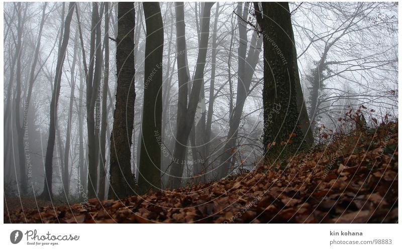 cursed Calm Autumn Fog Tree Leaf Forest Lanes & trails Lie Dark Cold Wet Gray Hope Grief Loneliness Fear Distress Perspective Transience Sudden fall Foreign