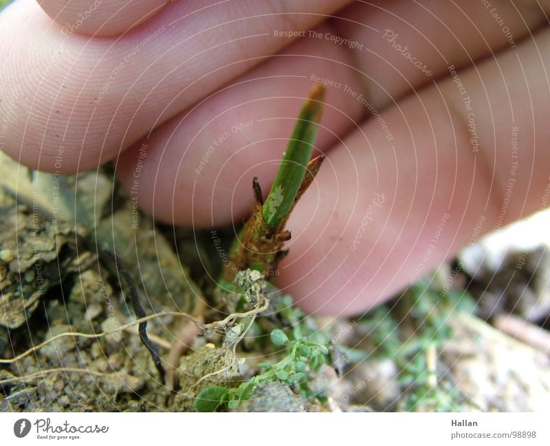 sprout Hand Nature new on bread de bamboo verde vegie vegetable planta Mao man homem menino garoto natureza mãe earth care cuidado novo young jovem growing