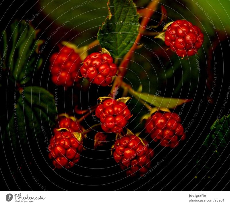 blackberries Red Immature Summer Bushes Delicious Creeper Rose plants Vitamin Thorny Plant Colour Vegetarian diet Blackberry rubus fruticosus agg. wild berry