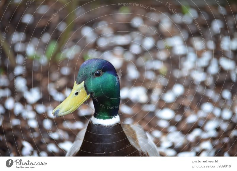 Duck good, all good Nature Plant Animal Earth Spring Wild animal Bird Animal face 1 To enjoy Looking Brown Yellow Green White Contentment Trust Love of animals